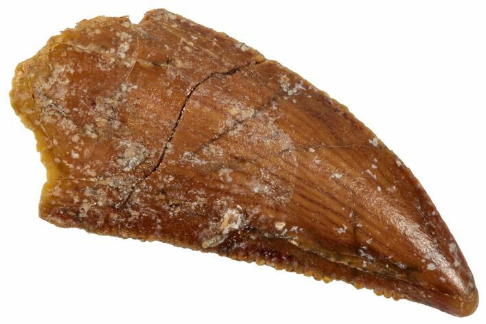 Serrated Raptor Tooth - Real Dinosaur Tooth #357964